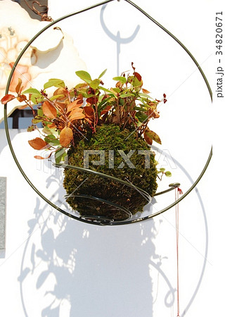 苔玉の寄せ植え 苔玉の寄せ植え 34820671