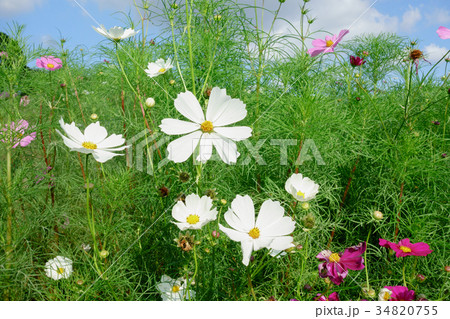 神戸総合運動公園のコスモスの丘に咲くコスモス 34820755