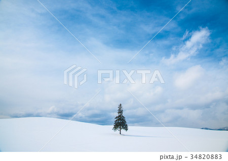 冬の北海道美瑛 クリスマスツリーの木 冬の北海道美瑛 クリスマスツリーの木 34820883