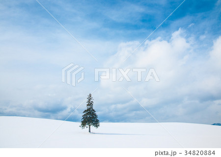 冬の北海道美瑛 クリスマスツリーの木 34820884