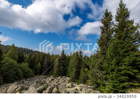 autumn forest on hillside. beautiful nature. autumn forest on hillside. beautiful nature. 34820950