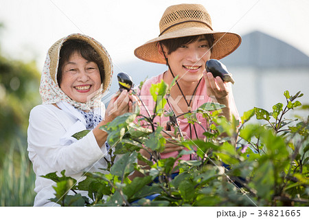 農家 収穫 祖母と孫の写真素材