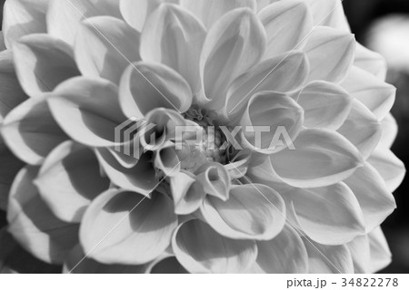 ダリアの花びらモノクロイメージ 34822278