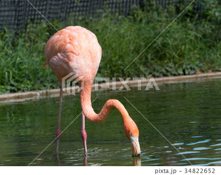 フラミンゴ フラミンゴ 34822652