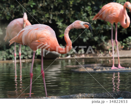 フラミンゴ フラミンゴ 34822653