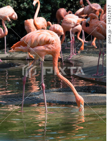 フラミンゴ フラミンゴ 34822657