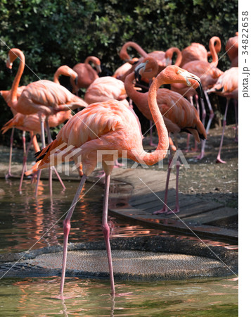フラミンゴ 34822658
