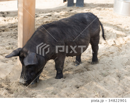 豚　アグー 34822901