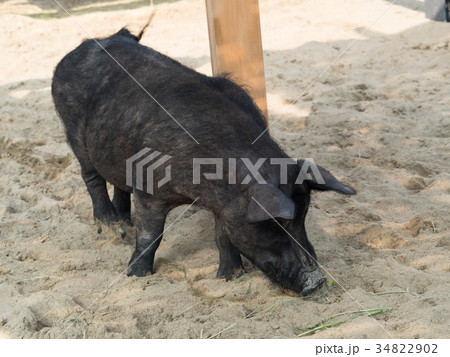 豚　アグー 34822902