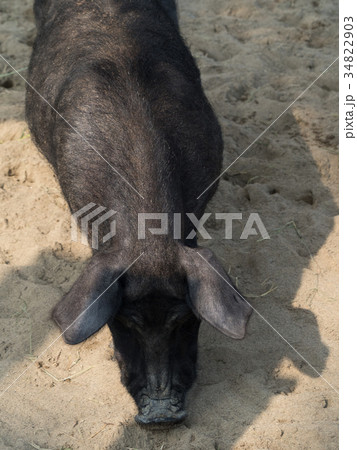 豚　アグー 34822903