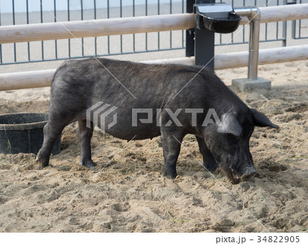 豚　アグー 34822905