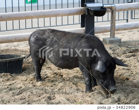 豚　アグー 34822906