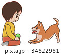 ボールを投げてと催促する柴犬 34822981