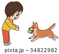 ボールを持って来る犬　柴犬 34822982