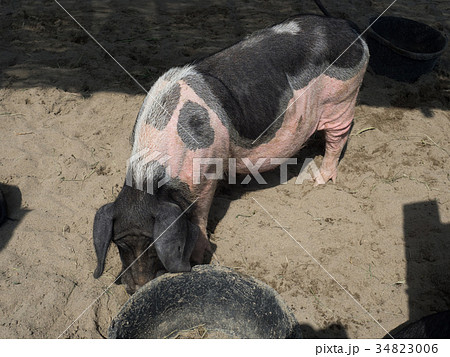 豚　アヨー 34823006