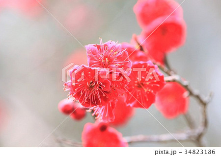 鮮やかな朱色の梅の花の写真素材