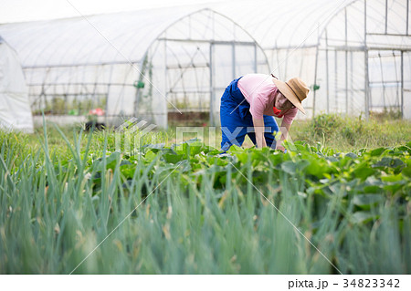 農家　仕事風景 34823342