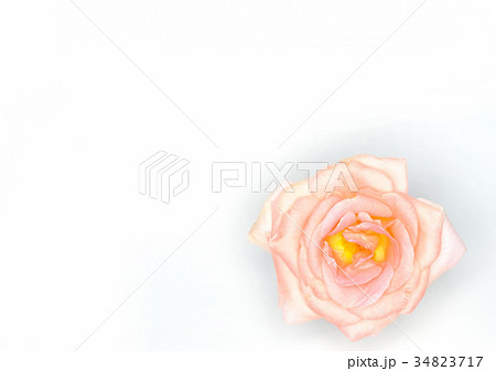 バラ（ファバージュ） 34823717