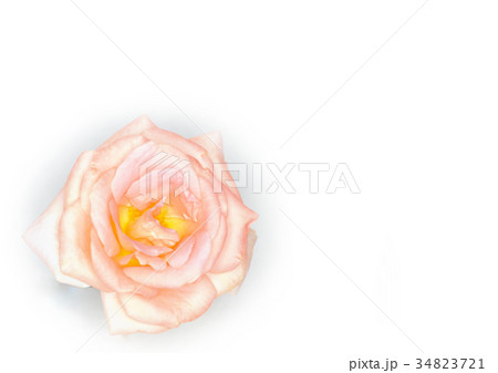 バラ(ファバージュ) バラ(ファバージュ) 34823721