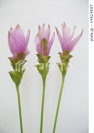 クルクマ・シャロームの切り花 クルクマ・シャロームの切り花 34824697