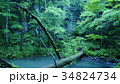 奥入瀬渓流 34824734