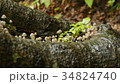 きのこ 34824740