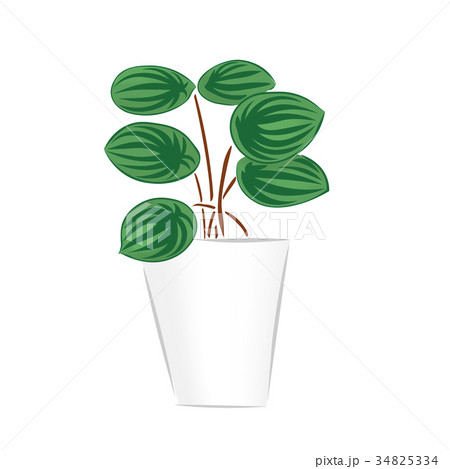 観葉植物　イラスト　ペペロミア　園芸 34825334