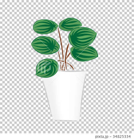 観葉植物　イラスト　ペペロミア　園芸 34825334