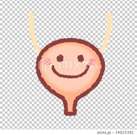 健康的膀胱 健康的膀胱 34825392