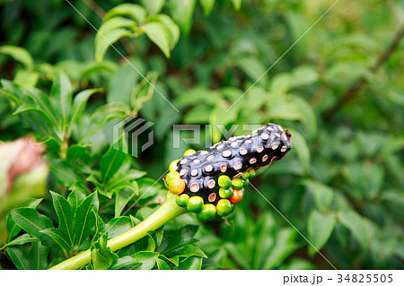 夏の丹沢で出会ったマムシ草の実 34825505