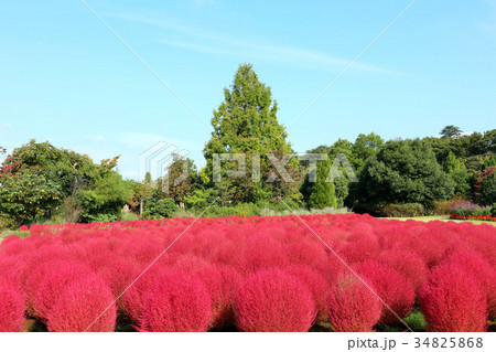 清水公園 花ファンタジアのコキアの紅葉 10月 千葉県野田市の写真素材