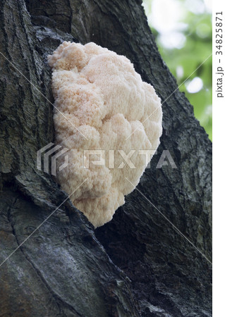 Lion's Mane Mushroom (Hericium erinaceus) Lion's Mane Mushroom (Hericium erinaceus) 34825871