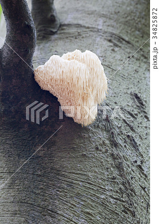 Lion's Mane Mushroom (Hericium erinaceus) Lion's Mane Mushroom (Hericium erinaceus) 34825872