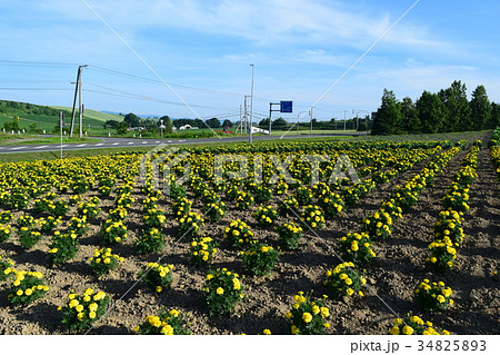 マリーゴールド マリーゴールド 34825893