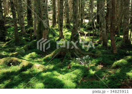 苔むす八ヶ岳連峰赤岳登山道 34825911