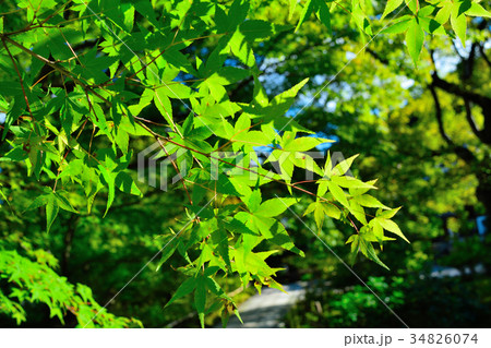 緑色のカエデ(葉) 緑色のカエデ(葉) 34826074