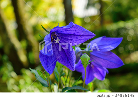 桔梗の花 34826148