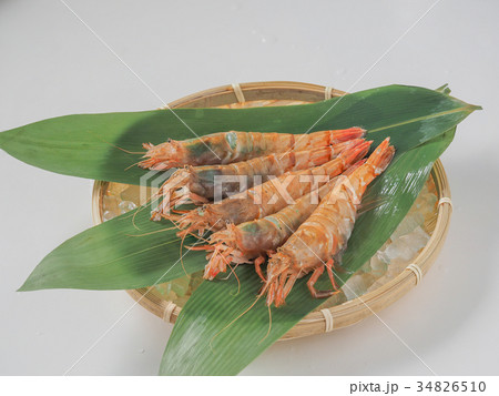 白エビ 34826510
