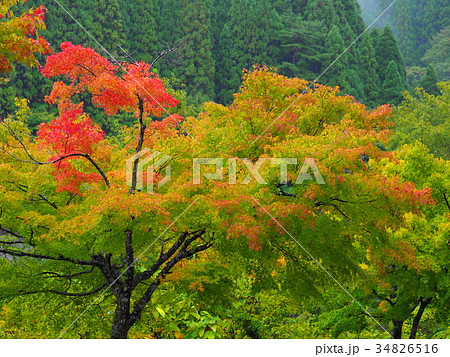音水湖の紅葉 34826516