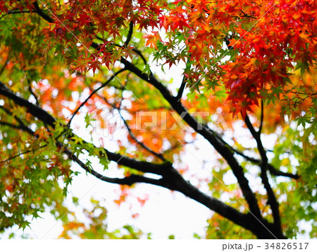 音水湖の紅葉 34826517