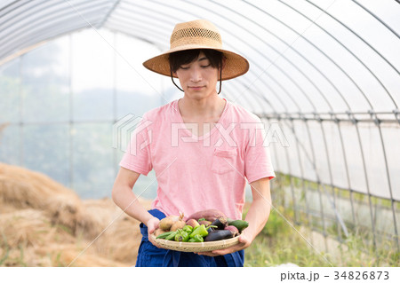 野菜の収穫 野菜の収穫 34826873