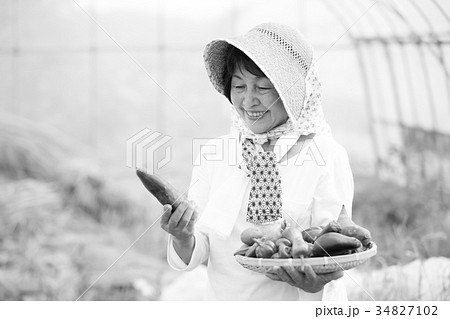 野菜の収穫 野菜の収穫 34827102
