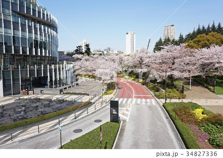 桜満開の東京ミッドタウン 34827336