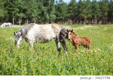 white horse with brown foal white horse with brown foal 34827796
