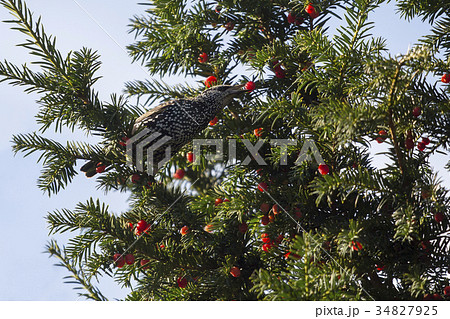 European Starling in a taxus tree 34827925