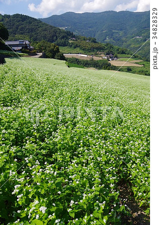 蕎麦畑 蕎麦畑 34828329