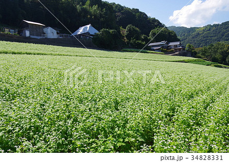 蕎麦畑 34828331