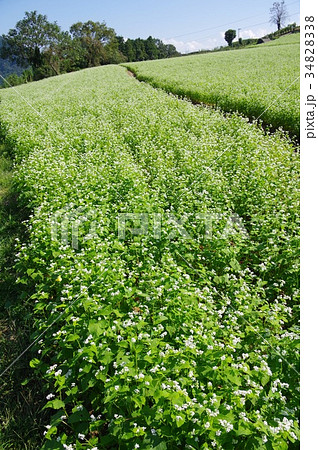 蕎麦畑 蕎麦畑 34828338