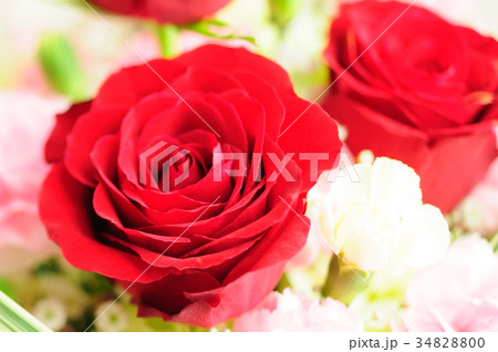 真紅の薔薇 34828800