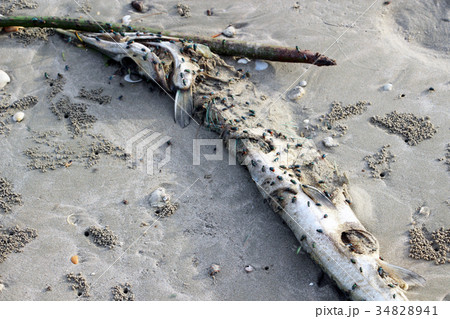 Pollution on the beach of tropical sea. 34828941